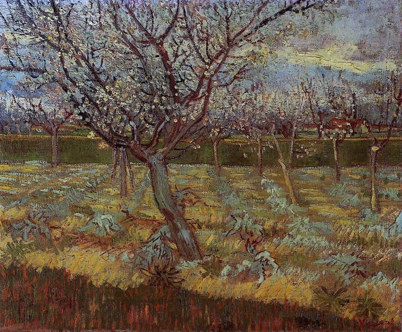 Vincent van Gogh Apricot Trees in Bloom